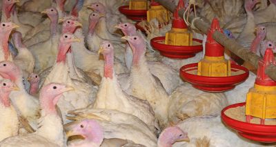 Two avian influenza cases confirmed in Norfolk